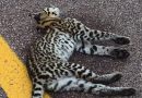 Jaguatirica é encontrada morta às margens da BA-142 entre Andaraí e Mucugê